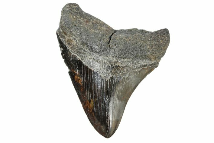 Fossil Megalodon Tooth - Colorful Blade #168058